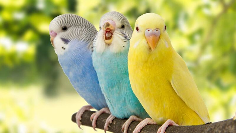 Agapornis: las clases más desconocidas